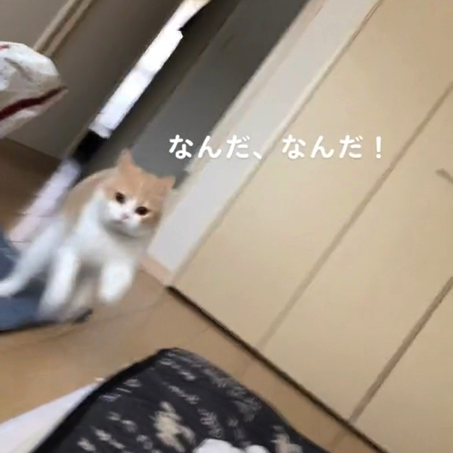 到着した猫