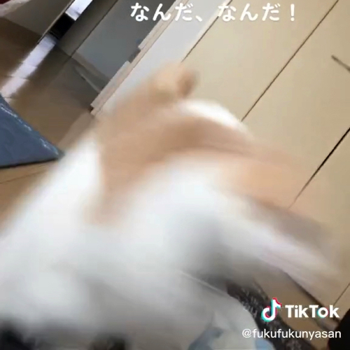 止まれない猫