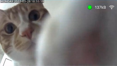 ペットカメラ猫