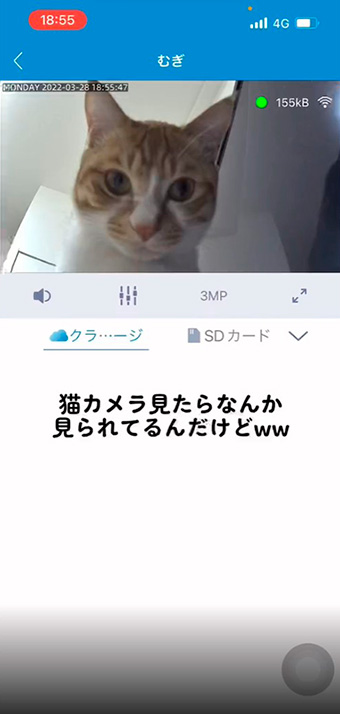 ペットカメラに映る猫