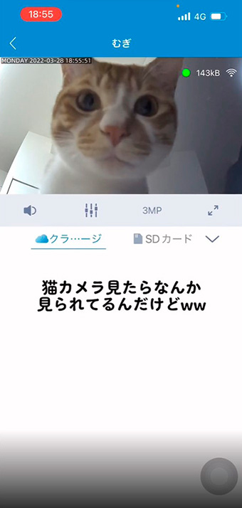 留守番中の猫