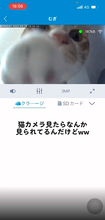 カメラをのぞく猫