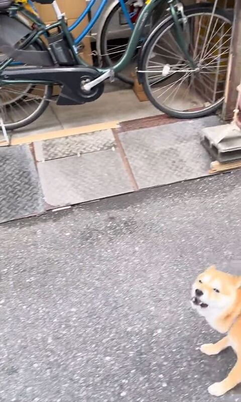 カメラ見て吠えてる