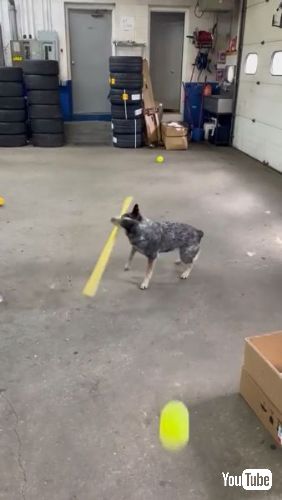 打ち返しに成功する犬