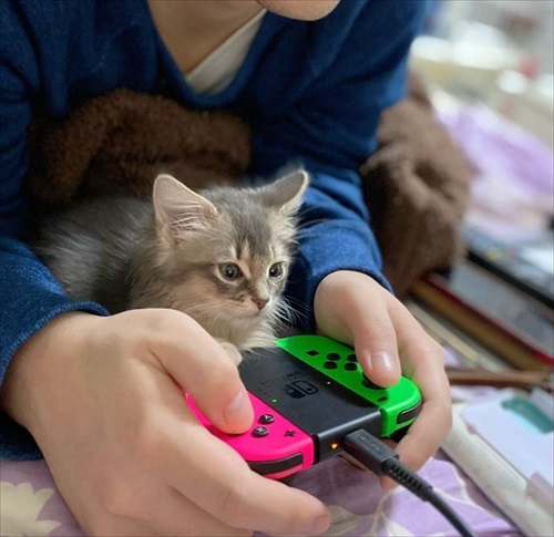 ホラゲを見る猫