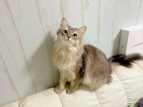 成長した猫