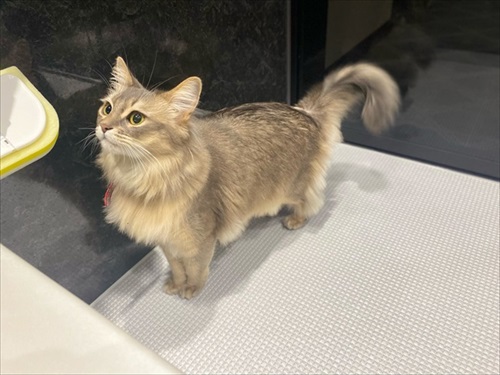 お風呂を探検する猫