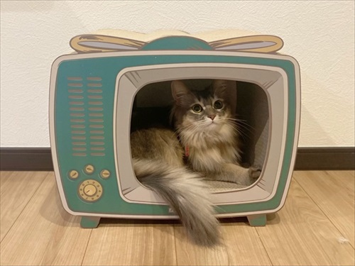 おうちをもらった猫