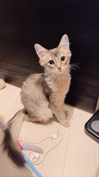 子猫なれおるちゃん