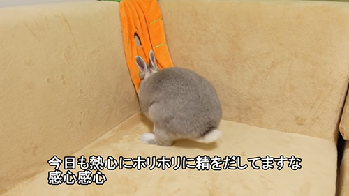 ホリホリに精を出すぽぽちゃん