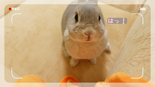 カメラに気付いたぽぽちゃん