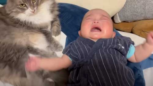 泣く赤ちゃんと猫