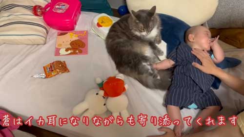 赤ちゃんとイカ耳の猫