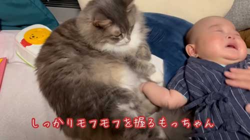 猫をつかむ赤ちゃん