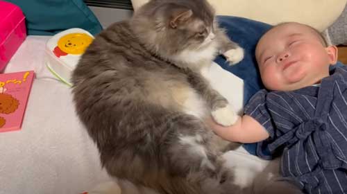 赤ちゃんを触る猫