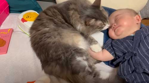 赤ちゃんと猫