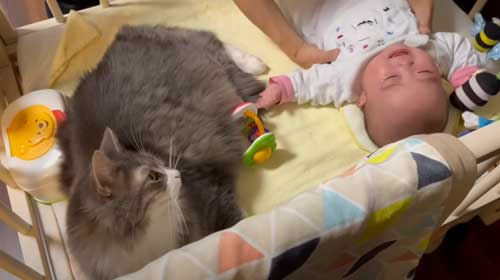 赤ちゃんと猫