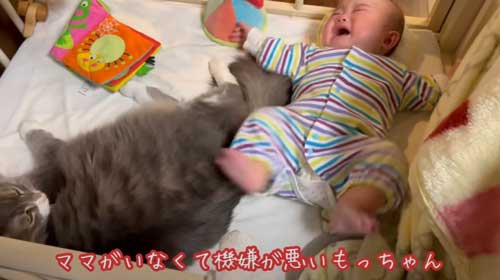赤ちゃんと猫