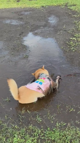 水たまりで遊ぶまるくん