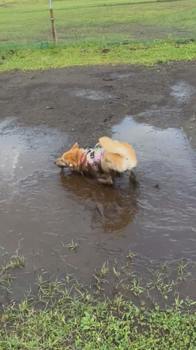 移動するまるくん