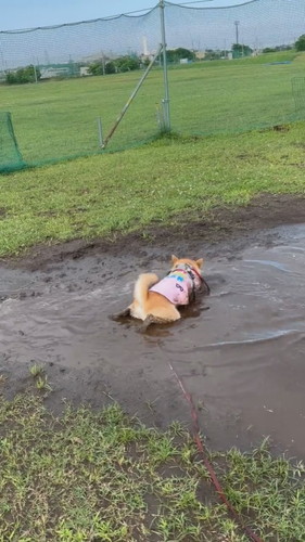 泥がかかるまるくん