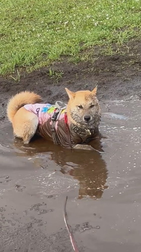ドヤ顔のまるくん
