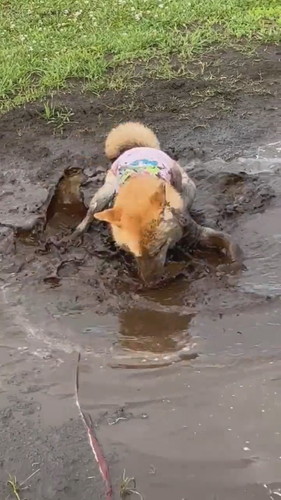 再開するまるくん