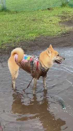 泥水にかかるまるくん