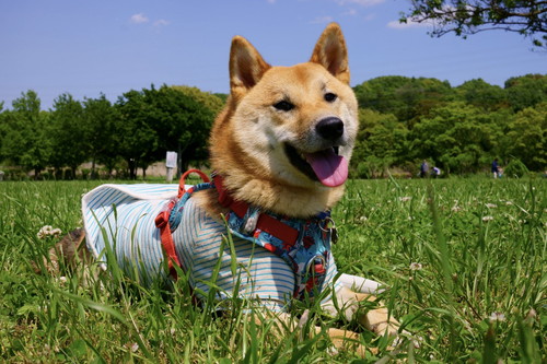 外でにこにこのまるくん