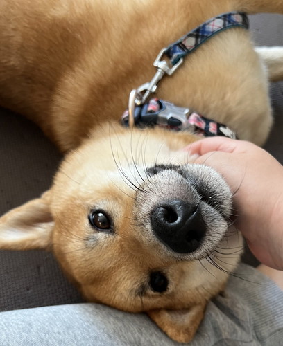 おめめがキラキラなまるくん