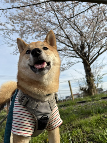 桜をバックにするまるくん