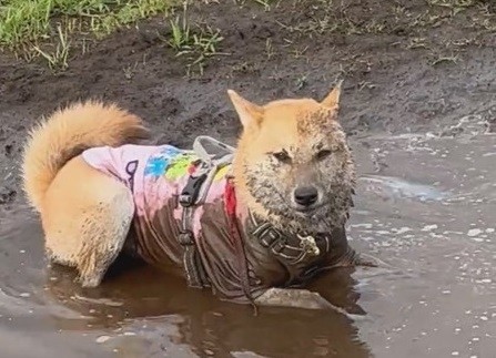 水たまりで遊ぶまるくん