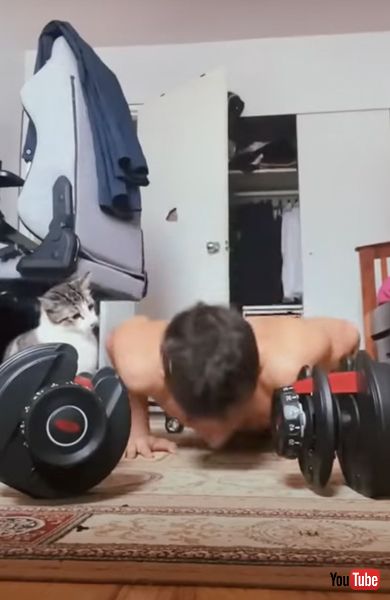 飼い主の様子が気になる猫