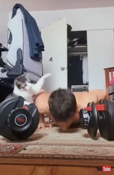 猫パンチする猫