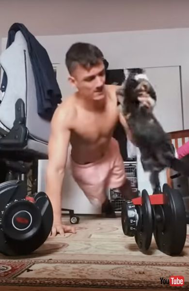 飼い主にどかされる猫