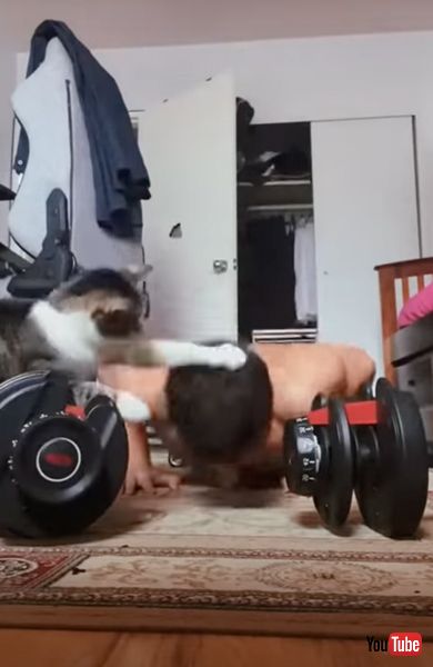 3連続猫パンチをする猫