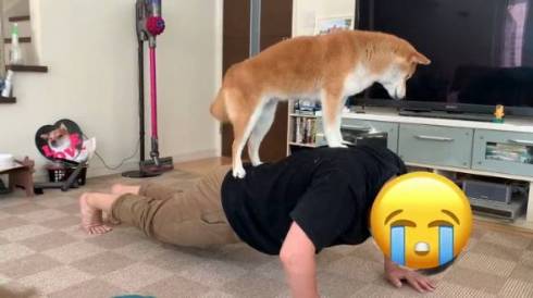 柴犬コーチ コウちゃん 筋トレ