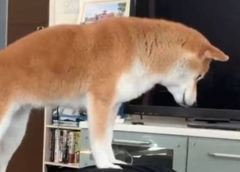 柴犬コーチ コウちゃん 筋トレ