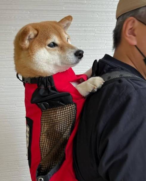 柴犬コーチ コウちゃん 筋トレ