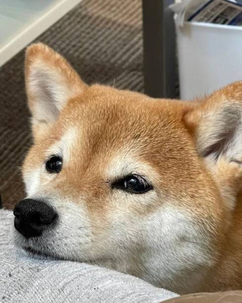 柴犬コーチ コウちゃん 筋トレ