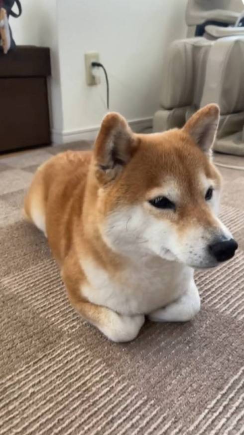 柴犬コーチ コウちゃん 筋トレ