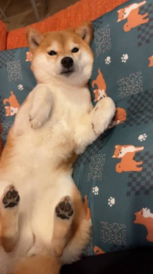 柴犬コーチ コウちゃん 筋トレ