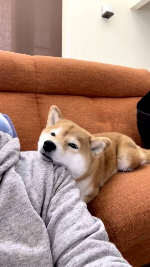 柴犬コーチ コウちゃん 筋トレ