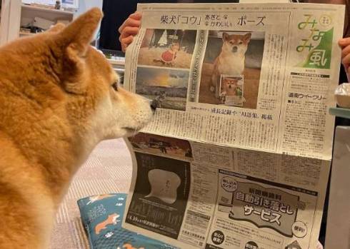 柴犬コーチ コウちゃん 筋トレ