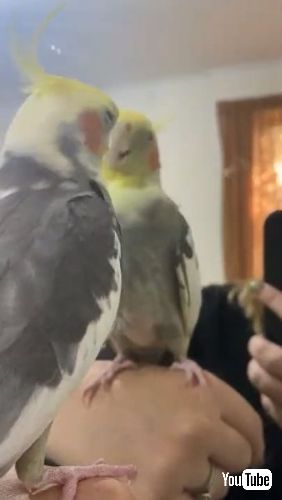 鏡をタップするインコ