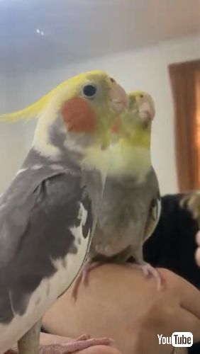 歌い続けるインコ