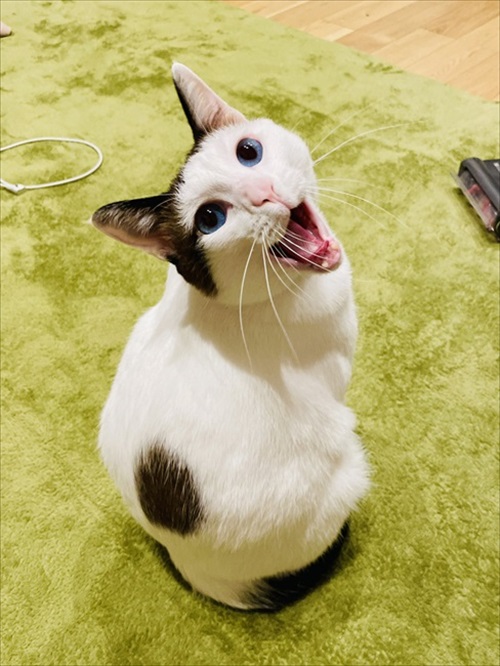 猫のあくび