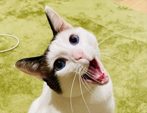 アクビを繰り返す猫ちゃん