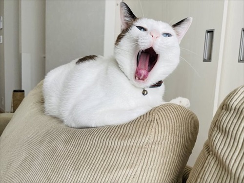アクビをする猫