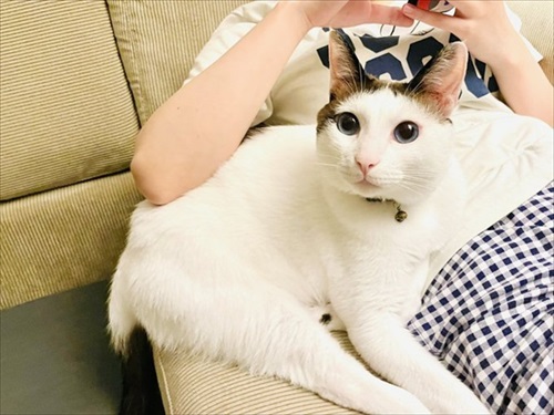 肘置きにされる猫